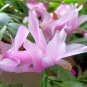 Rainbow Zygocactus Truncatus 200 PCS Seeds