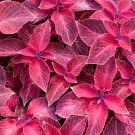 Rainbow Superfine Red Velvet Coleus Herbs 20 PCS Seeds Rainbow Superfine Red Velvet Coleus Herbs 20 PCS Seeds