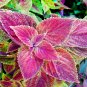 Rainbow Superfine Red Velvet Coleus Herbs 20 PCS Seeds