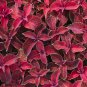 Rainbow Superfine Red Velvet Coleus Herbs 20 PCS Seeds