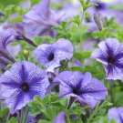 Radiant Blue Petunia Plants Flower 100 PCS Seeds