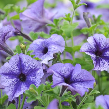 Radiant Blue Petunia Plants Flower 100 PCS Seeds