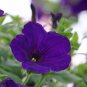 Radiant Blue Petunia Plants Flower 100 PCS Seeds