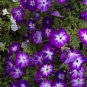 Radiant Blue Petunia Plants Flower 100 PCS Seeds