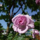 'Qun feng' Light Purple Rose Tree 50 PCS Seeds