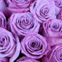 'Qun feng' Light Purple Rose Tree 50 PCS Seeds