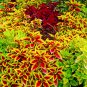 Rainbow Mixed Coleus 100 PCS Seeds