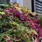 Rainbow Mixed Coleus 100 PCS Seeds