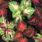 Rainbow Mixed Coleus 100 PCS Seeds