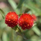 Qis Red Gomphrena Globe Amaranth Flowers 30 PCS Seeds Qis Red Gomphrena Globe Amaranth Flowers 30 PCS Seeds