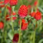Qis Red Gomphrena Globe Amaranth Flowers 30 PCS Seeds