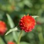 Qis Red Gomphrena Globe Amaranth Flowers 30 PCS Seeds