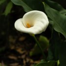 Rainbow Calla Lily Flower Colorful Flowers 200 PCS Seeds