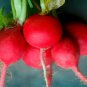 Radish Violet Round Vegetable 150 PCS Seeds