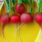 Radish Violet Round Vegetable 150 PCS Seeds