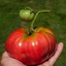 Qinshu Fengguan Big Red Tomato 10 PCS Seeds Qinshu Fengguan Big Red Tomato 10 PCS Seeds