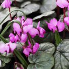 Qiguaidao Purple Eastern Cyclamen 5 PCS Seeds