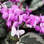 Qiguaidao Purple Eastern Cyclamen 5 PCS Seeds