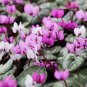 Qiguaidao Purple Eastern Cyclamen 5 PCS Seeds