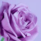 'Qi pai' Purple Big Blooms Rose Tree 50 PCS Seeds 'Qi pai' Purple Big Blooms Rose Tree 50 PCS Seeds