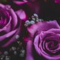 'Qi pai' Purple Big Blooms Rose Tree 50 PCS Seeds