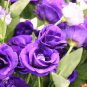 'Qi pai' Purple Big Blooms Rose Tree 50 PCS Seeds