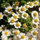 Pyrethrum Chamomile White Herb Flowers 100 PCS Seeds Pyrethrum Chamomile White Herb Flowers 100 PCS Seeds