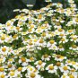 Pyrethrum Chamomile White Herb Flowers 100 PCS Seeds