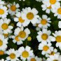 Pyrethrum Chamomile White Herb Flowers 100 PCS Seeds