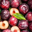 Purplish Red Round Plum Bonsai Fruits Plants 10 PCS Seeds Purplish Red Round Plum Bonsai Fruits Plants 10 PCS Seeds