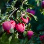 Purplish Red Round Plum Bonsai Fruits Plants 10 PCS Seeds
