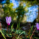 Purplish Red Cyclamen Flower Perennial Flowering Bonsai Plants 50 PCS Seeds