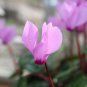 Purplish Red Cyclamen Flower Perennial Flowering Bonsai Plants 50 PCS Seeds