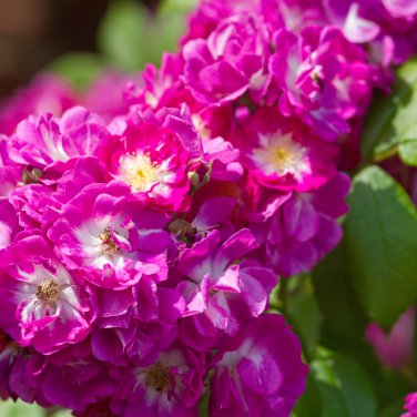 Purple Splash Climbing Rose Shrub 50 PCS Seeds