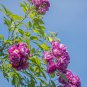 Purple Splash Climbing Rose Shrub 50 PCS Seeds