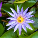 Purple Water Lily Pond Bud Flower 1 PCS Seeds Purple Water Lily Pond Bud Flower 1 PCS Seeds