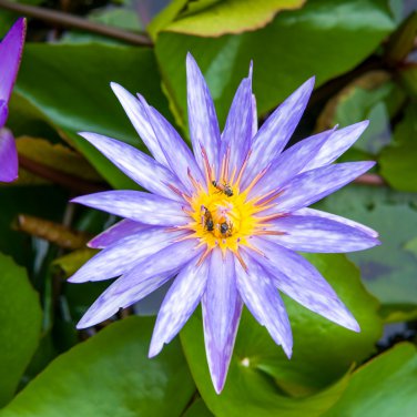 Purple Water Lily Pond Bud Flower 1 PCS Seeds