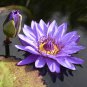 Purple Water Lily Pond Bud Flower 1 PCS Seeds