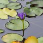 Purple Water Lily Pond Bud Flower 1 PCS Seeds