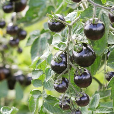 Purple Rose Cherry Tomato 300 PCS Seeds