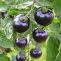 Purple Rose Cherry Tomato 300 PCS Seeds
