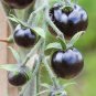 Purple Rose Cherry Tomato 300 PCS Seeds