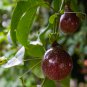 Purple Passion Fruits passiflora edulis sour sweet egg fruit 40 PCS Seeds