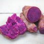 Purple Sweet Potato 100 PCS Seeds