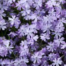 Purple Mountain Phlox 120 PCS Seeds Purple Mountain Phlox 120 PCS Seeds