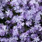 Purple Mountain Phlox 120 PCS Seeds