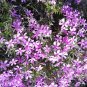 Purple Mountain Phlox 120 PCS Seeds