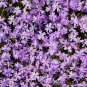 Purple Mountain Phlox 120 PCS Seeds
