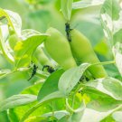 Purple Sweet Pea Broad Green Soy Bean Brownbean Bonsai Vegetables 1 PCS Seeds Purple Sweet Pea Broad Green Soy Bean Brownbean Bonsai Vegetables 1 PCS Seeds