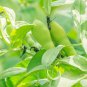 Purple Sweet Pea Broad Green Soy Bean Brownbean Bonsai Vegetables 1 PCS Seeds